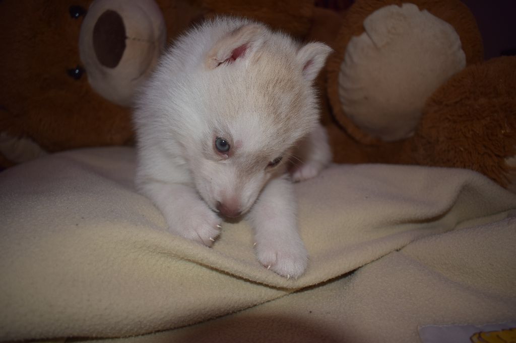 The Nordic Mystic Dreams - Chiot disponible  - Siberian Husky