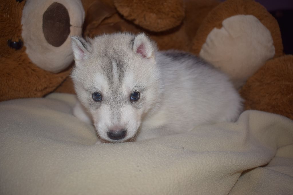 The Nordic Mystic Dreams - Chiot disponible  - Siberian Husky