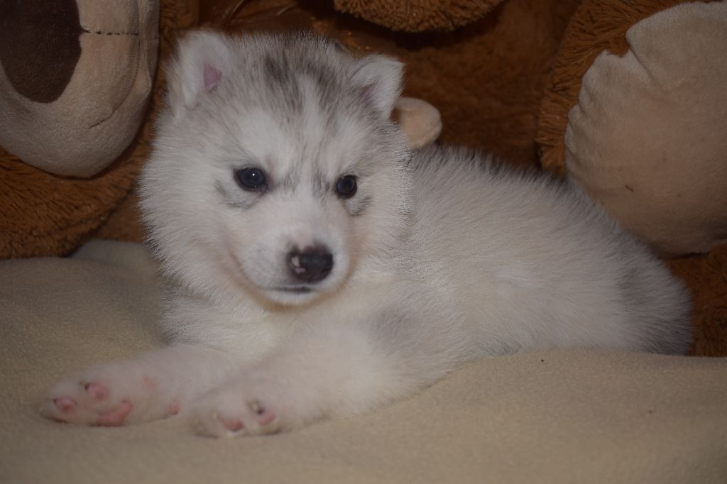 The Nordic Mystic Dreams - Chiot disponible  - Siberian Husky